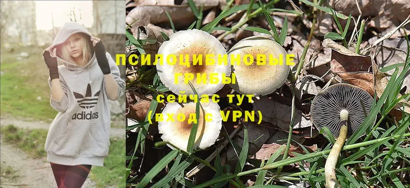 Псилоцибиновые грибы MAGIC MUSHROOMS  Белая Холуница 